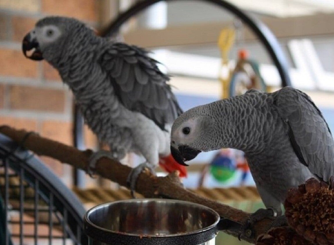 Pappagalli cenerini africani
