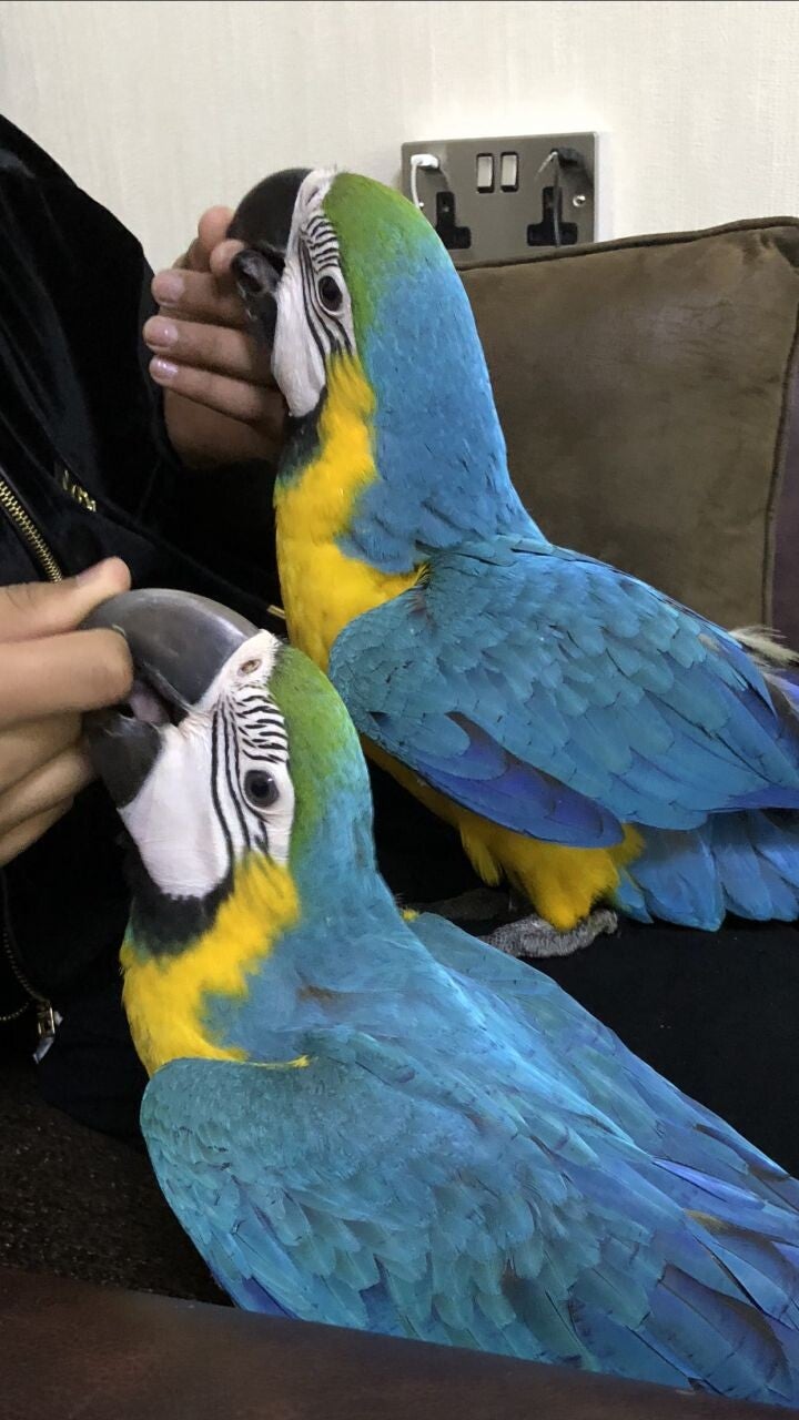 Pappagalli Ara Blu e Oro