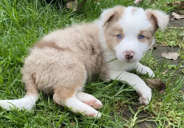 Cuccioli di Border Collie Registrati KC - Linee ISDS e Altamente Intelligenti