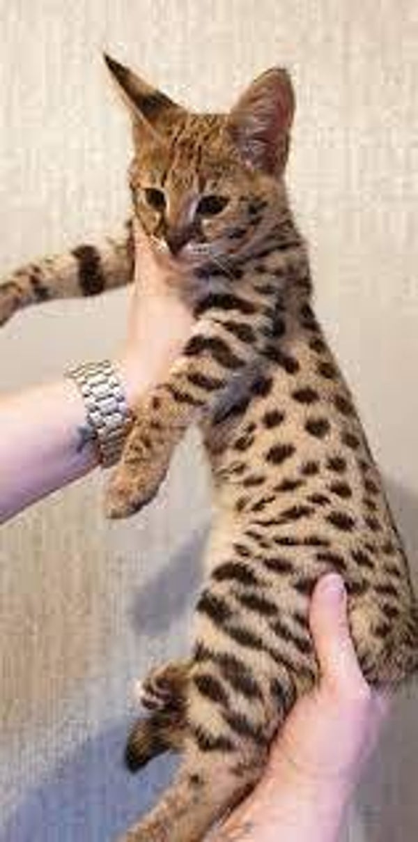 🐆 Splendidi gattini Savannah - macchie ad alto contrasto (TICA)