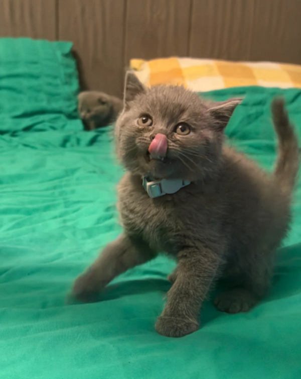 Adorabili e unici gattini Scottish Fold - Pronti per le coccole