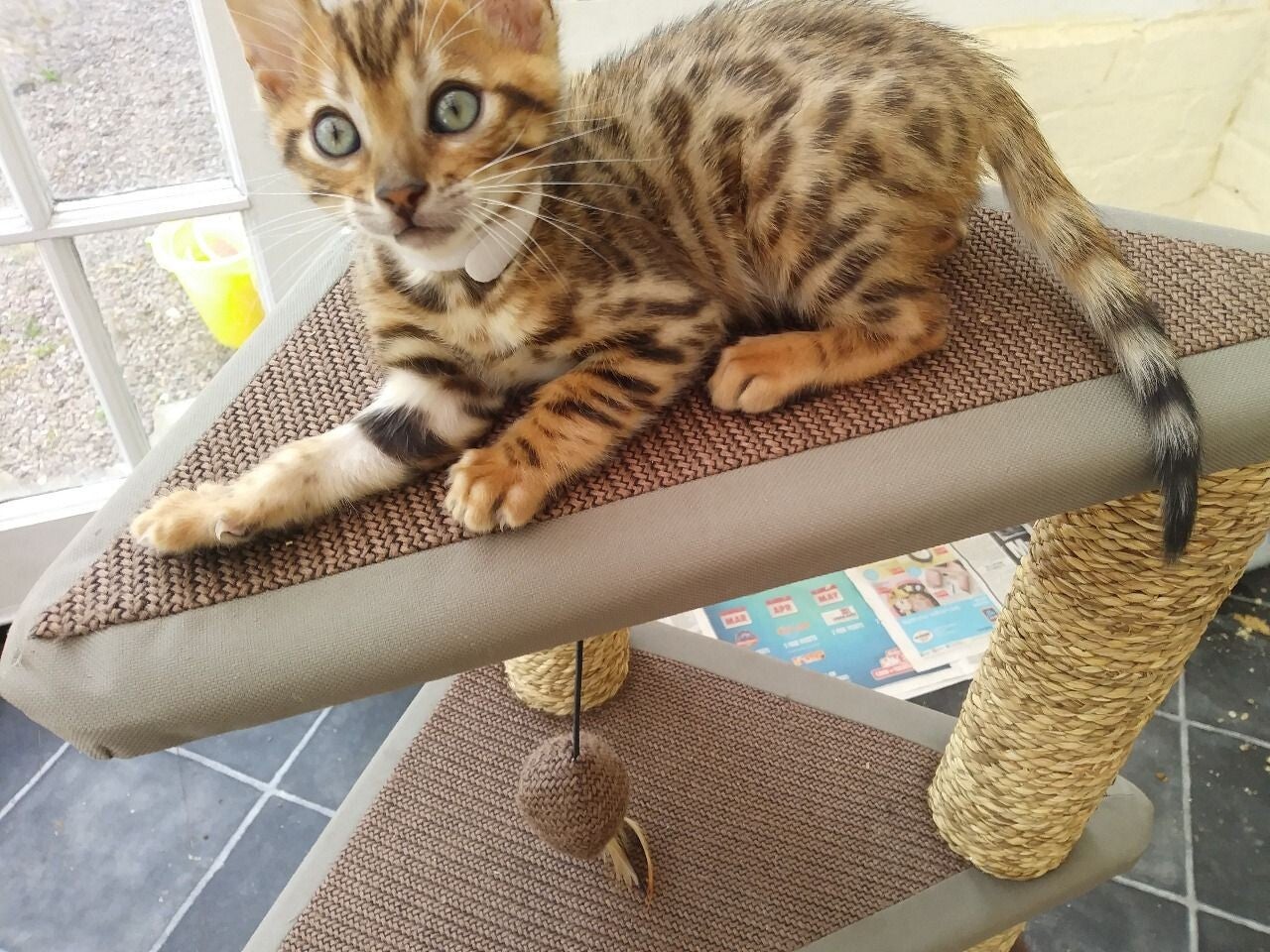 Bellissimi gattini del Bengala