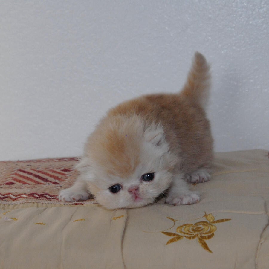 👑 Deliziosi gattini persiani con pedigree: soffici e dal muso schiacciato