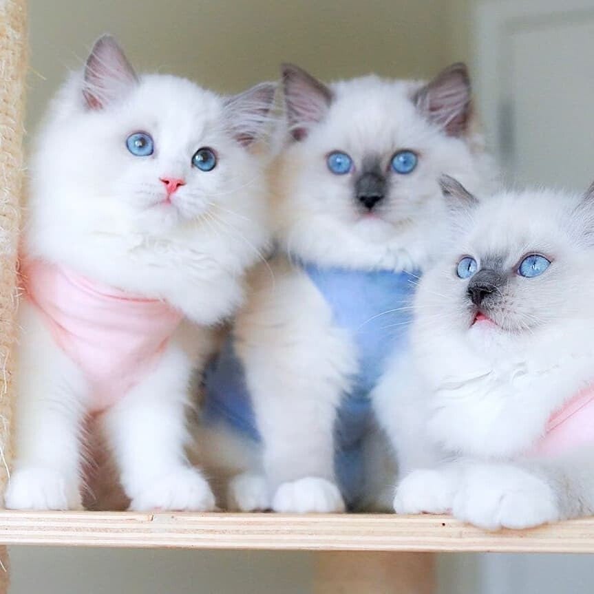 ☁️ Gattini Ragdoll flosci e super affettuosi - blue point