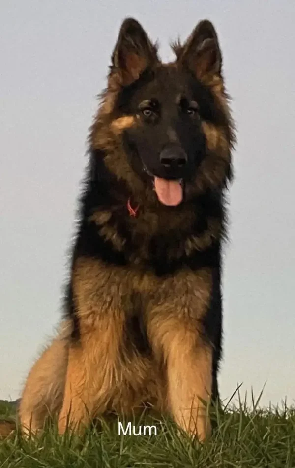 Cuccioli di Pastore Tedesco Registrati KC - Intelligenti, Coraggiosi e Allevati in Casa