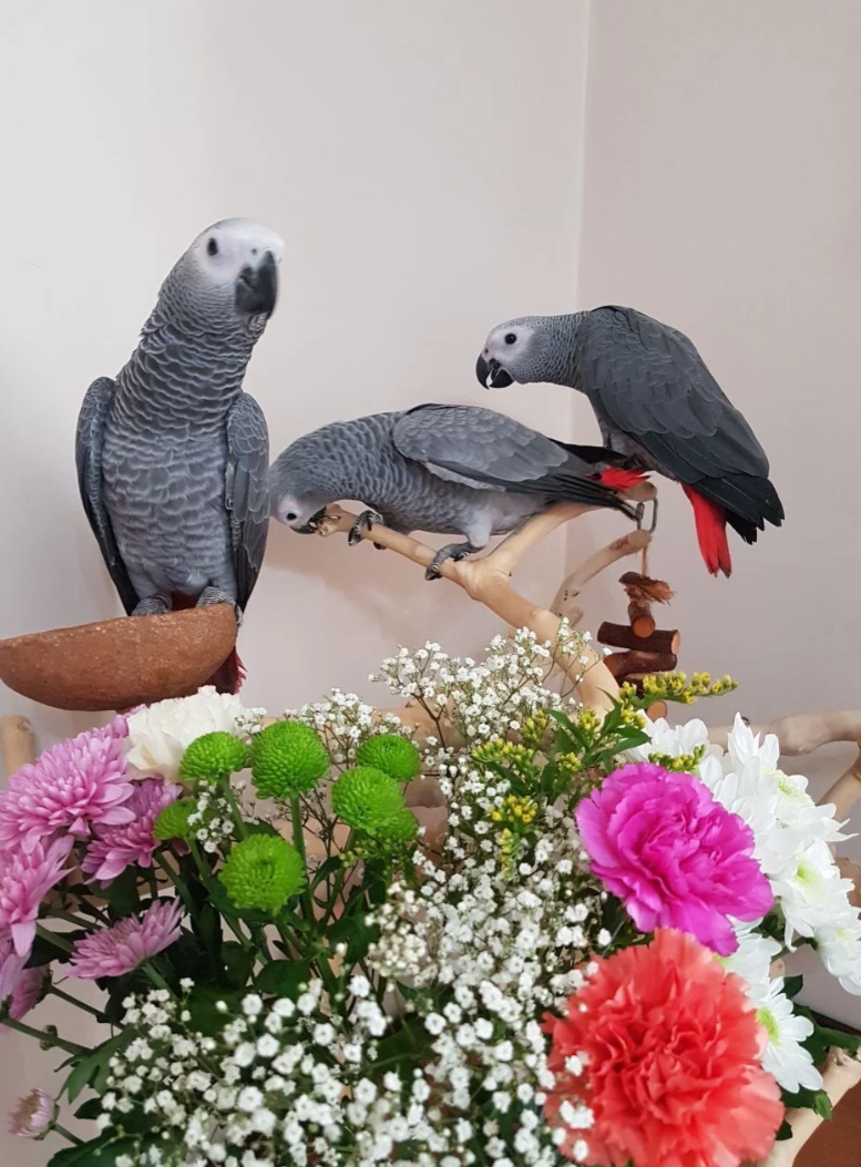 Pappagalli cenerini africani