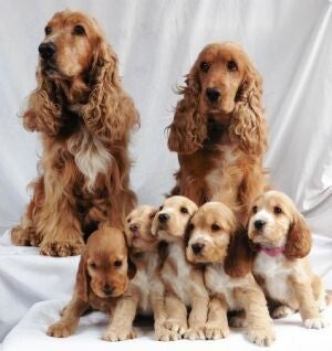 Bellissimi cuccioli di Cocker Spaniel da esposizione - Linea Champion