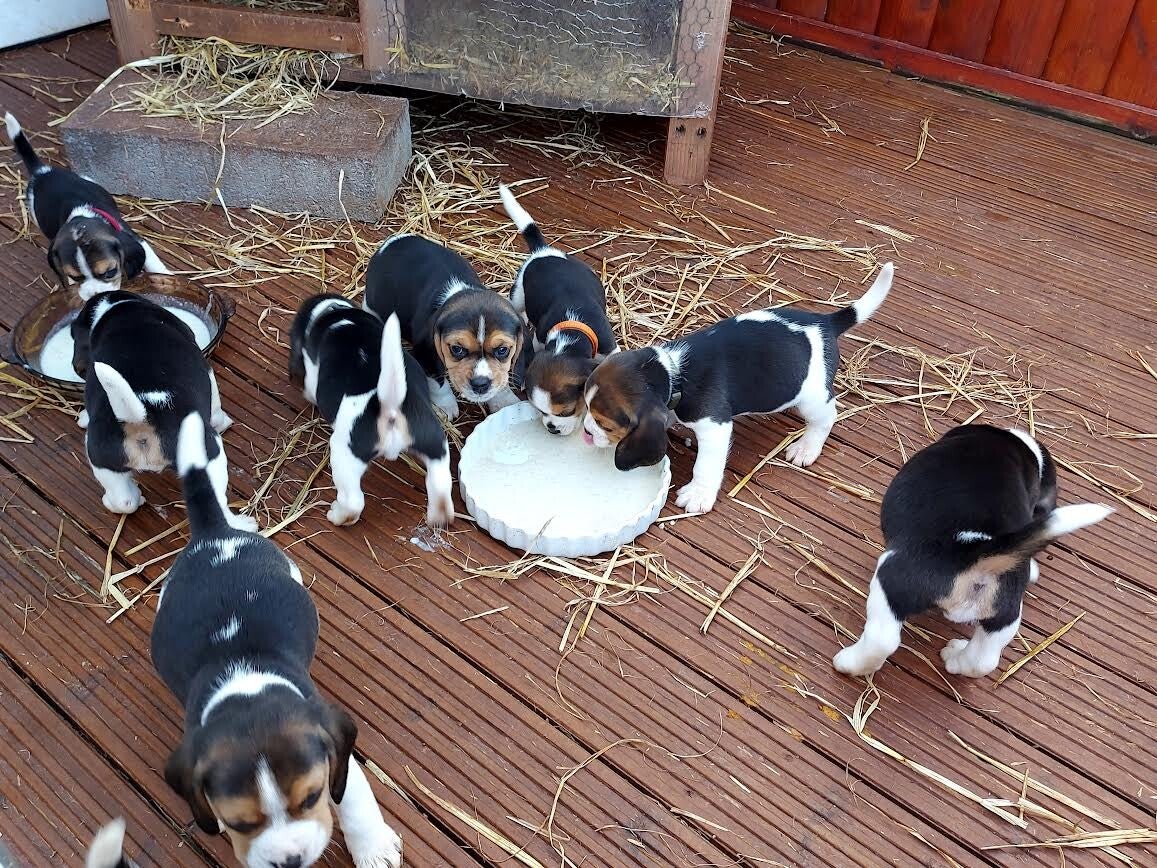 Cuccioli di Beagle giocosi - Tricolore e ben socializzati 🐾