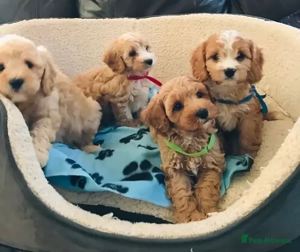 Splendidi cuccioli di Cavapoo F1 - Testati per la salute e a bassa perdita di pelo 🧸