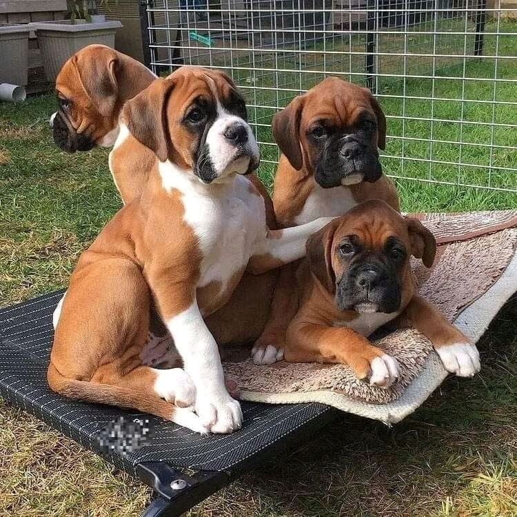 Cuccioli di Boxer di Qualità - Robusti, Vistosi e Testati ❤️