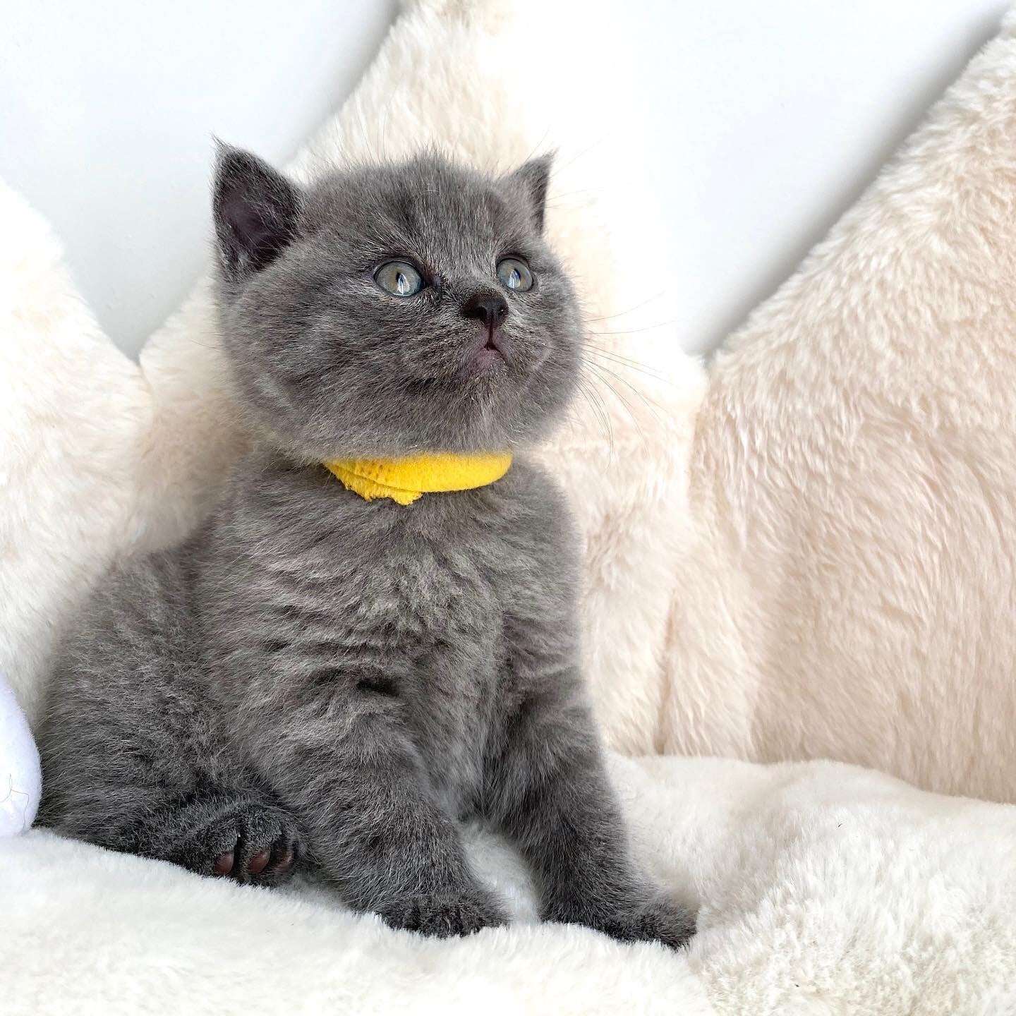 Gattini Scottish Fold in salute