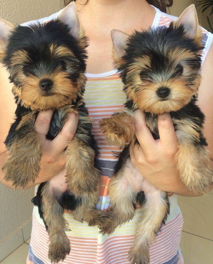 Cuccioli di Yorkshire Terrier Teacup - Pelo setoso e visi da bambino