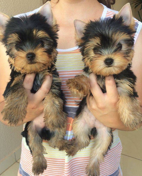 Cuccioli di Yorkshire Terrier Teacup - Pelo setoso e visi da bambino
