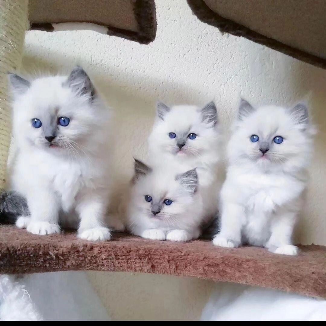 Splendidi Ragdoll dagli occhi azzurri: point blu intenso e pelo setoso