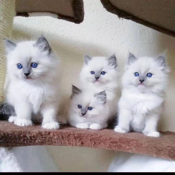 Splendidi Ragdoll dagli occhi azzurri: point blu intenso e pelo setoso