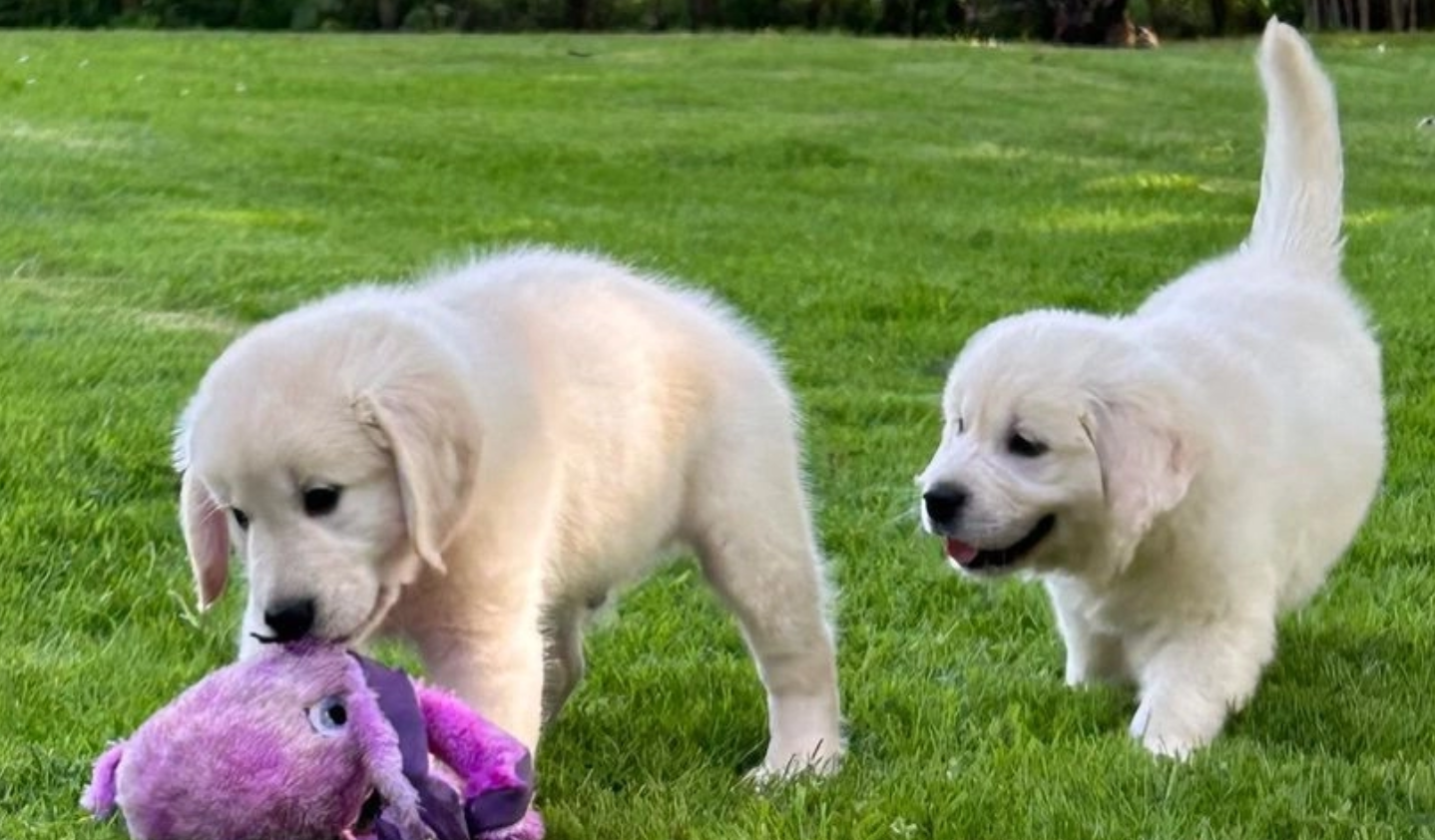 Il compagno ideale per la famiglia: cuccioli di Golden Retriever di razza pura