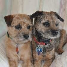 Cuccioli di Border Terrier registrati al Kansas - Allevati secondo lo standard SLEM e di qualità