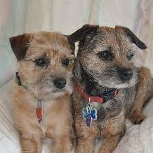 Cuccioli di Border Terrier registrati al Kansas - Allevati secondo lo standard SLEM e di qualità