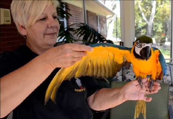 PAPPAGALLI ARA BLU E ORO