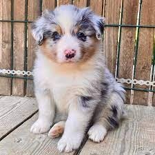 Cuccioli di Pastore Australiano affascinanti