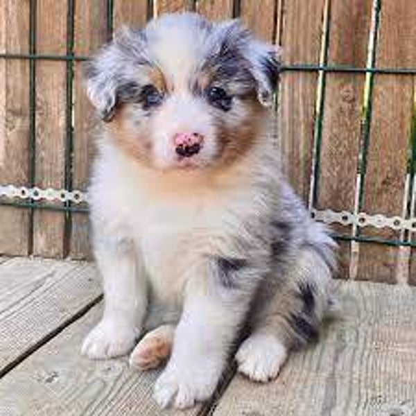 Cuccioli di Pastore Australiano affascinanti