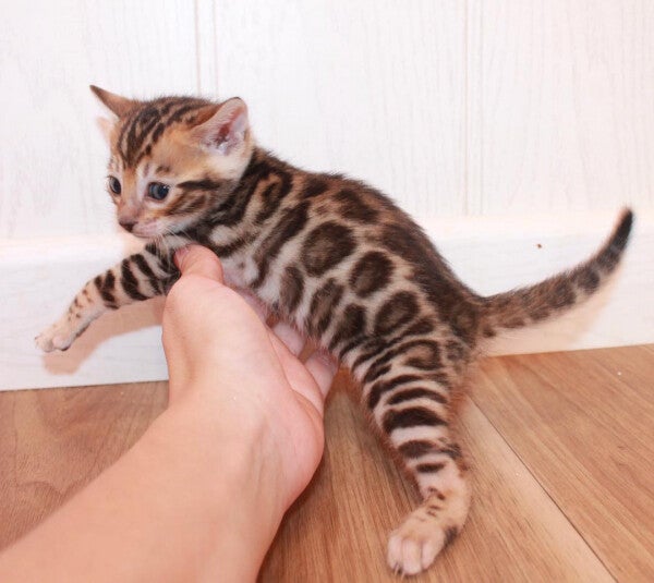 🐆 Splendidi gattini Bengala leopardati vivi — rosette ad alto contrasto