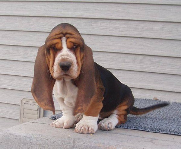 Fantastici cuccioli di Basset Hound maschi e femmine
