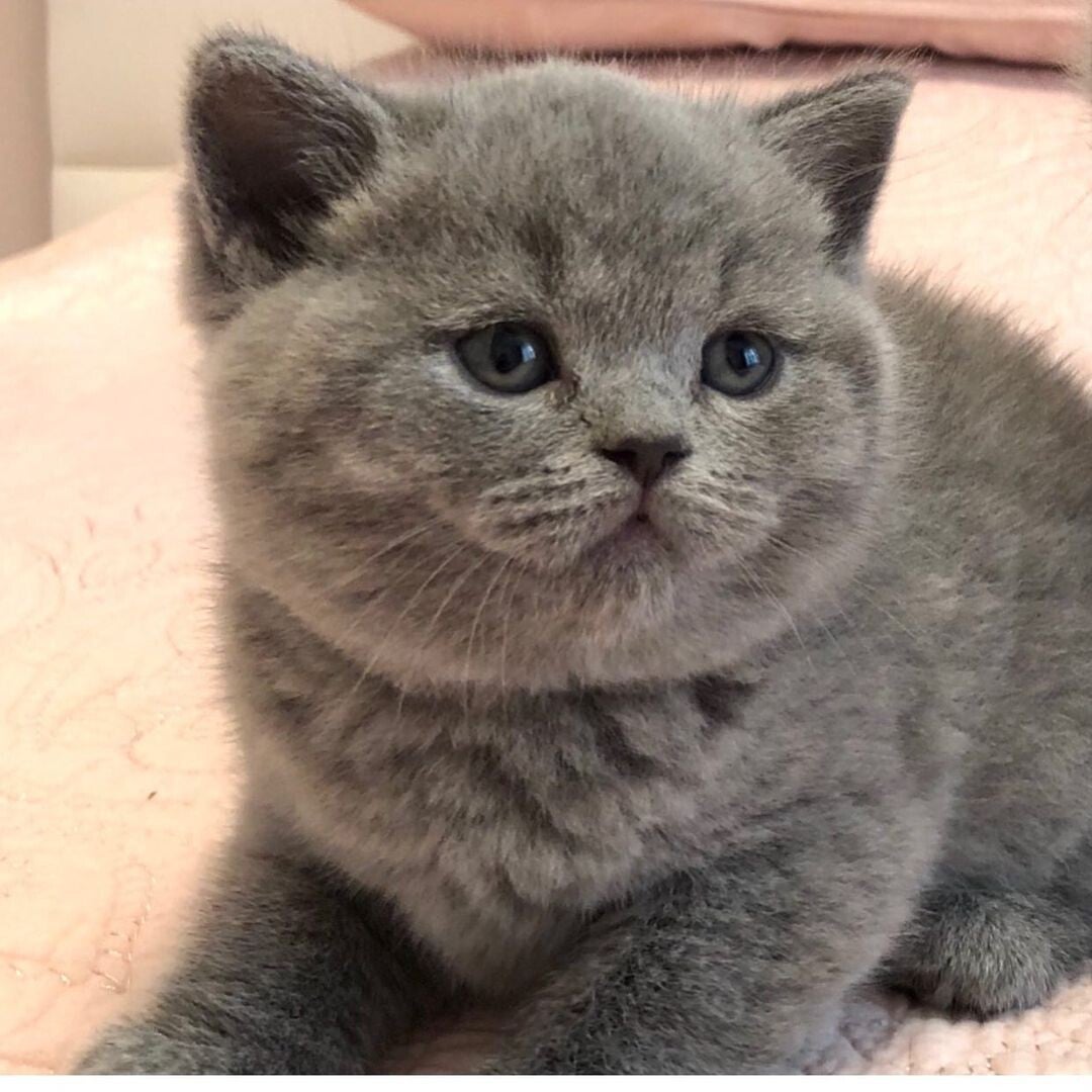 Cuccioli di British Shorthair di prima qualità — Genitori esenti da PKD