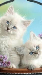 Splendidi gattini Burmesi color cioccolato e blu - Pura seta!