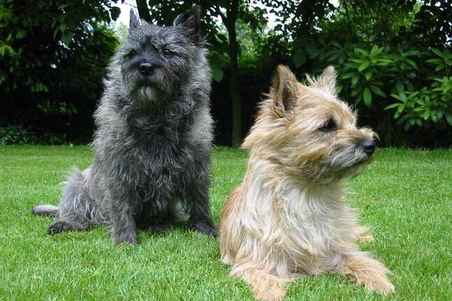 Cuccioli di Cairn Terrier coraggiosi e leali