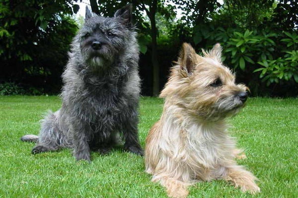 Cuccioli di Cairn Terrier coraggiosi e leali