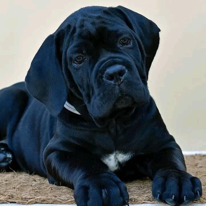 Cuccioli di Cane Corso di Qualità Superiore - ICCF/FCI Regolamentati e Testati per la Salute 🧬