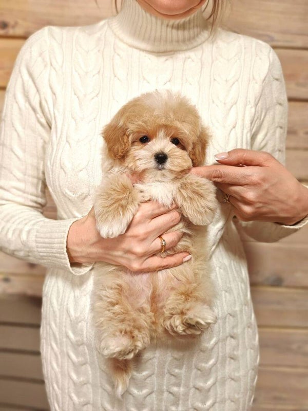 Adorabili Cavoodle Teddy Bear: pronti per la loro casa per sempre!