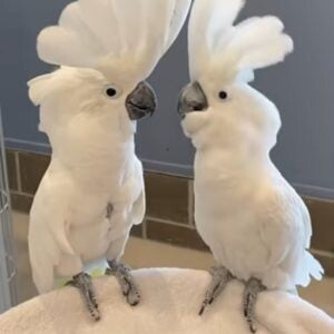 Cacatua Ombrello maschi e femmine disponibili