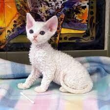 Adorabili gattini Devon Rex: orecchie grandi e pelo riccio