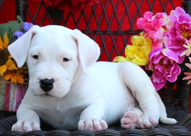 Dogo Argentino - Cerco una famiglia attiva e dedita