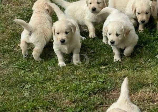 Splendidi cuccioli di Golden Retriever color crema e oro - Dal carattere gentile e cresciuti in casa