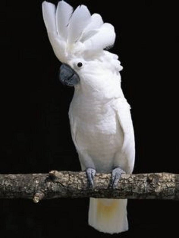Cacatua pappagalli