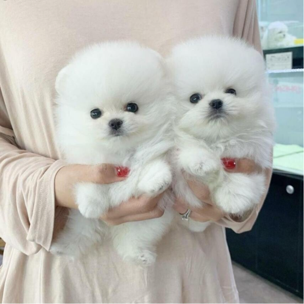 Cuccioli di Pomerania di Qualità Assolutamente Bellissimi
