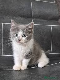 L'orsacchiotto di peluche definitivo: gattini British Shorthair x Ragdoll