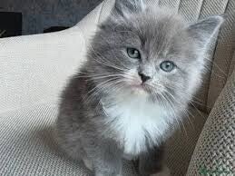 Giganti e soffici: gattini "Ragcoon" incrocio Maine Coon x Ragdoll