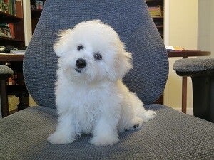 Cuccioli di Bichon Frisé che non perdono pelo: l'animale domestico perfetto per le allergie