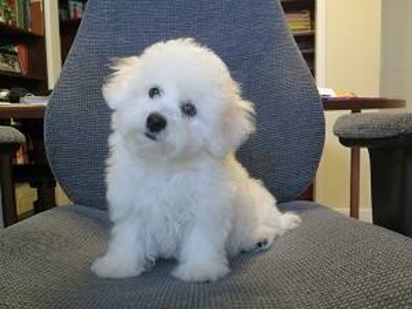 Cuccioli di Bichon Frisé che non perdono pelo: l'animale domestico perfetto per le allergie