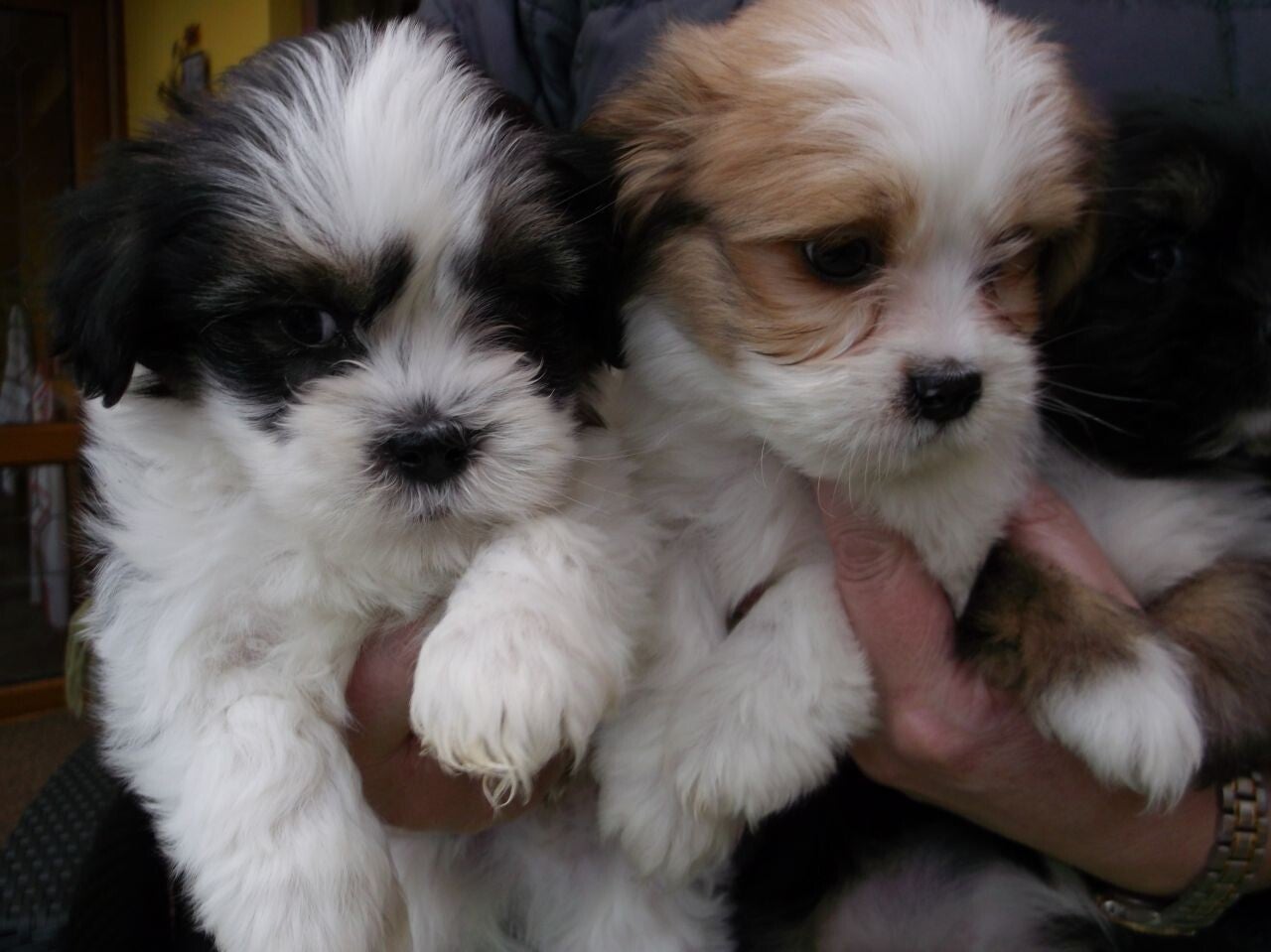 Adorabili cuccioli di Lhasa Apso, maschio e femmina.