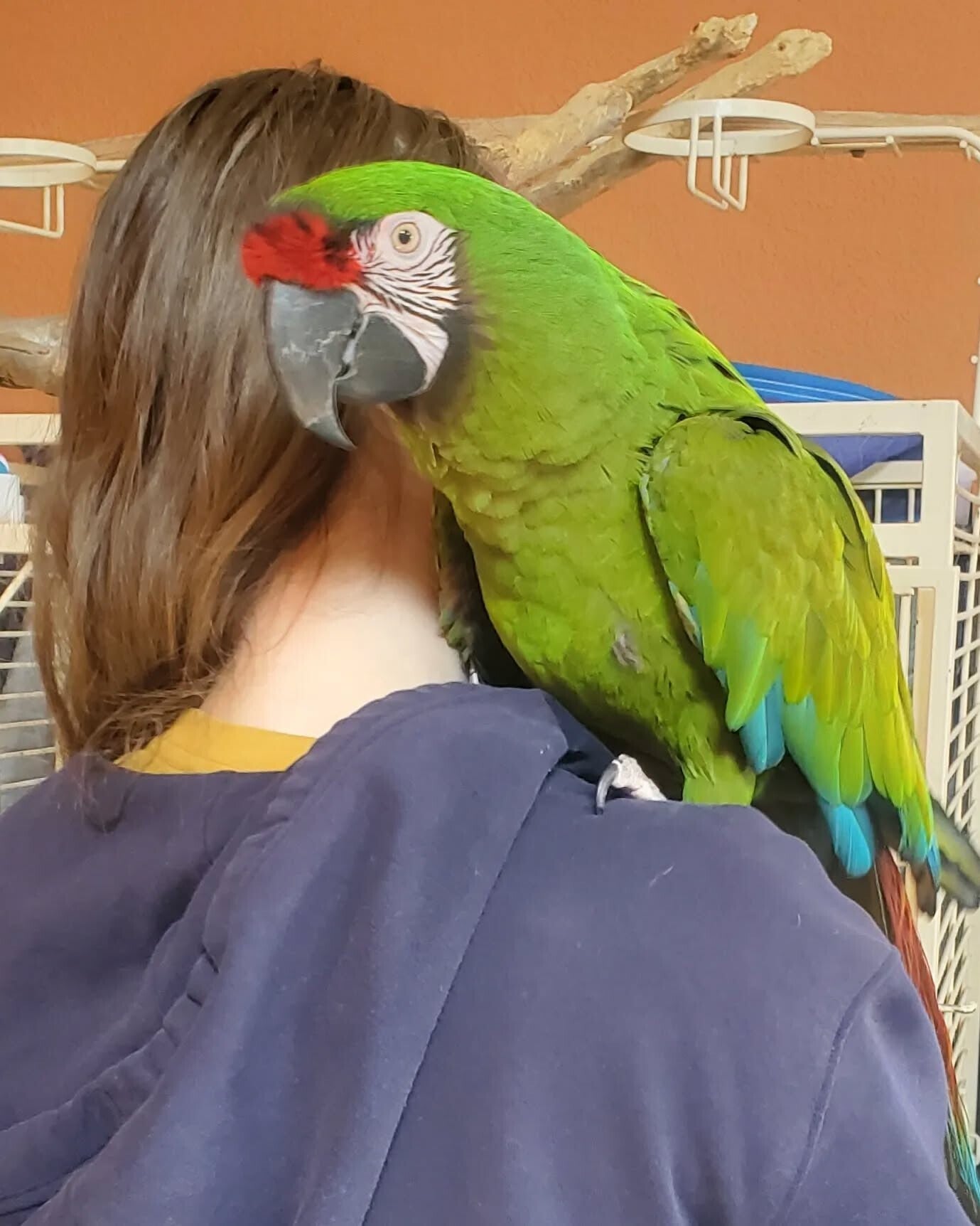 Pappagalli Ara Militari