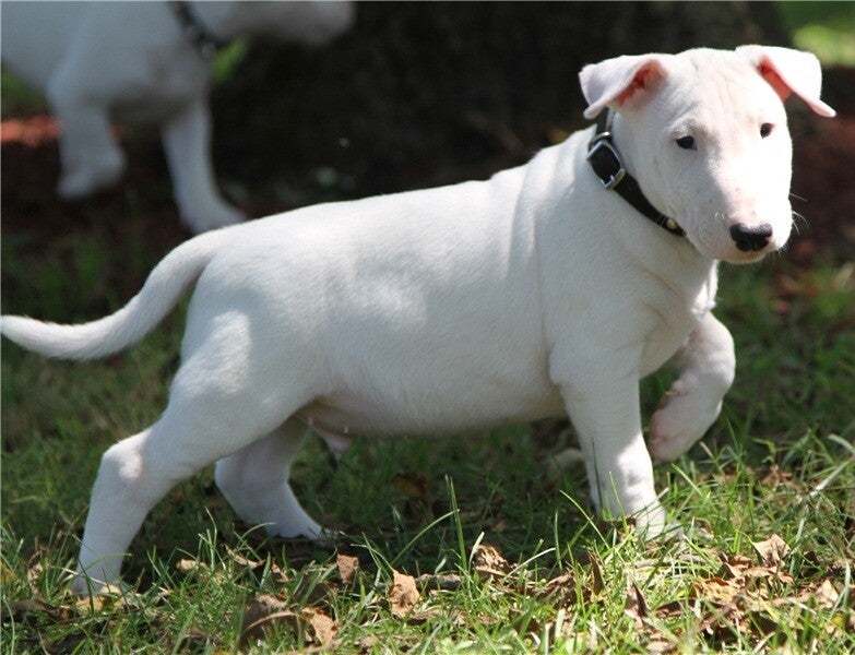 Forti e leali: cuccioli di Bull Terrier di razza pura - ossa spesse e qualità