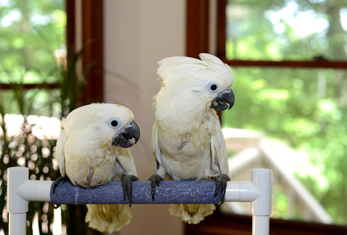 Cacatua Ombrello maschi e femmine disponibili