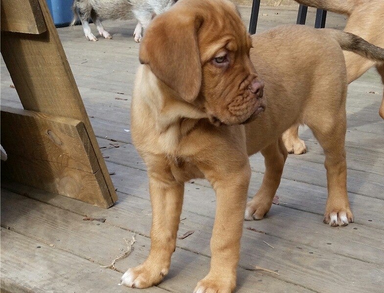 Disponibili adorabili cuccioli di Dogue de Bordeaux
