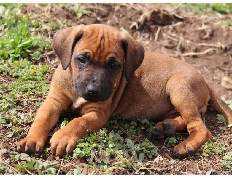Cuccioli di Rhodesian Ridgeback registrati al Kansas - Grano rosso intenso 🦁