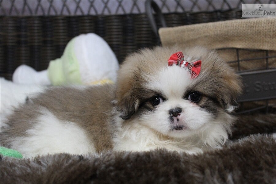 Cuccioli di Pechinese Reale - Pelo Folto e Cuore Leale